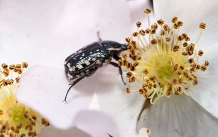 a beetle on a white flower in nature. macroの写真素材