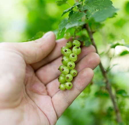 green currant in hand on natureの写真素材
