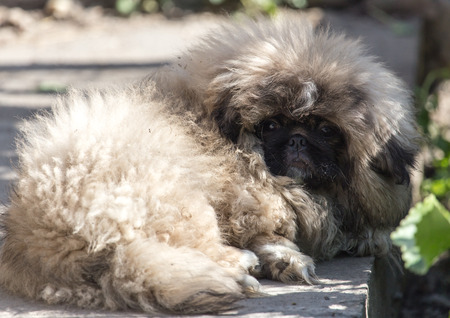 portrait of a fluffy dogの写真素材