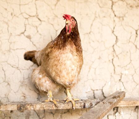 colored chicken on chicken farm