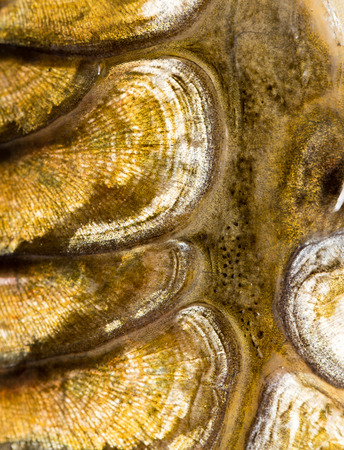 scales of a carp as a background. macro