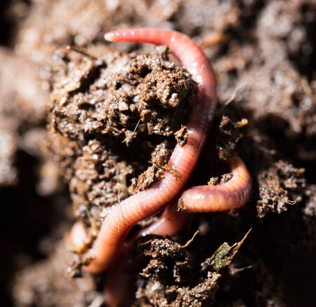 red worms in compost. macroの写真素材