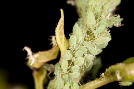 Aphids on a leaf in the nature. macroの写真素材