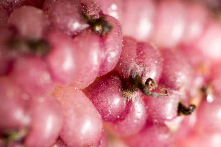 berry mulberry trees as a backdrop. macroの写真素材