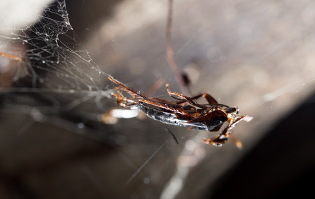 a dead cockroach in the webの写真素材