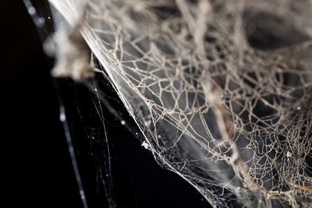 abstract background . web in natureの写真素材