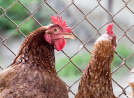 chicken near the fence on the farmの写真素材