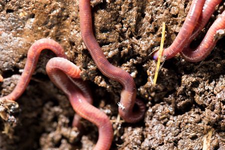 red worms in compost. macro