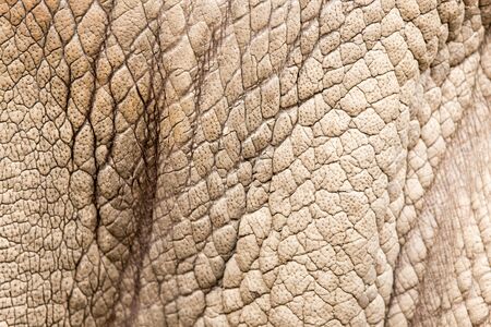 rhino skin as backgroundの写真素材