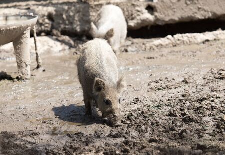 wild boar in a park on the natureの写真素材