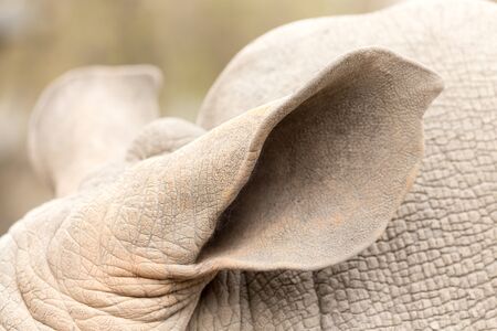 ear rhinoceros in nature