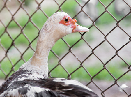 duck near the fence on the farmの写真素材
