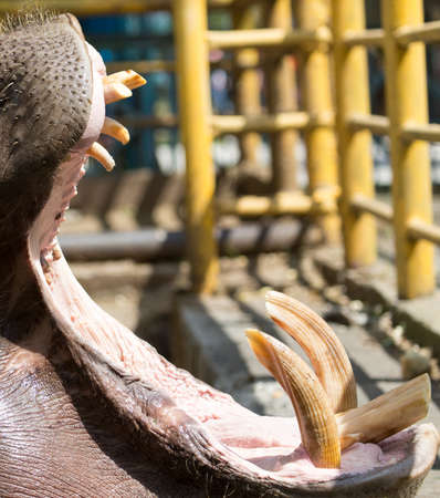 hippo teeth in the zoo in natureの写真素材