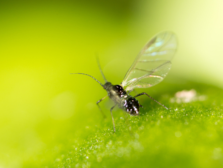 fly on a green leaf. macroの写真素材