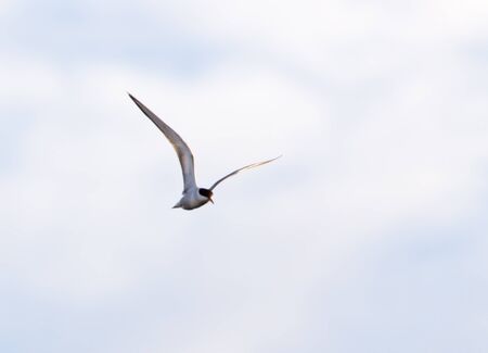 seagull flying in the sky