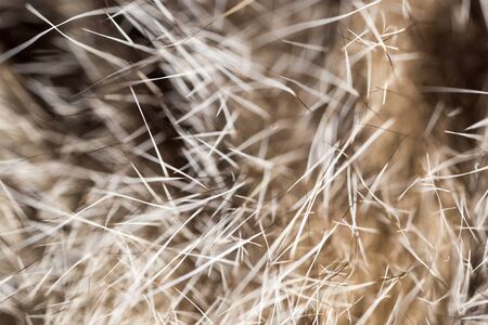 hair cat as the backdrop. macro