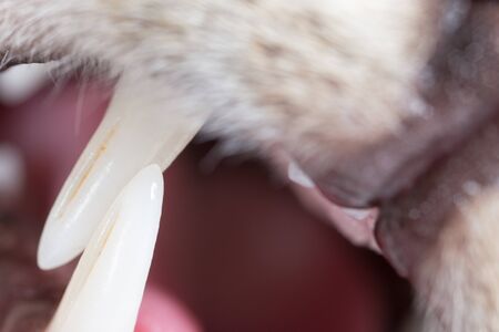 cat sharp teeth. super macroの写真素材