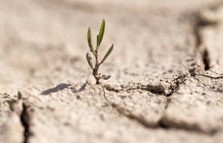 young green sprout in the dry groundの写真素材