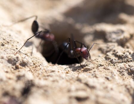 Ant on dry ground. macroの写真素材