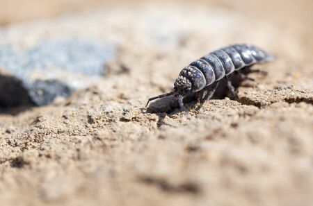 wood louse on dry ground. macroの写真素材