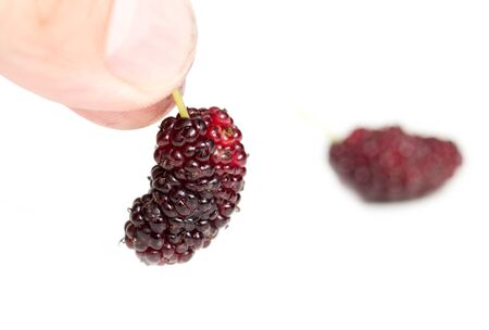 mulberry berries in a hand on a white backgroundの写真素材