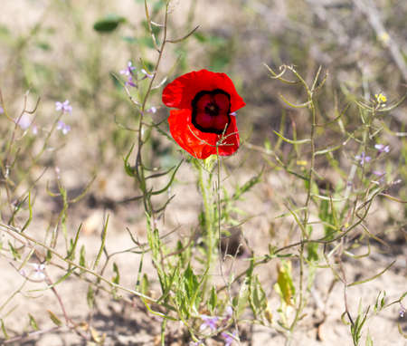 red poppy flower in the fieldの写真素材