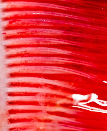 pike fish gills. super macroの写真素材