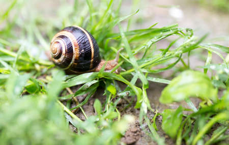 snail on the ground in natureの写真素材