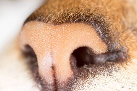 cat nose in nature. macro