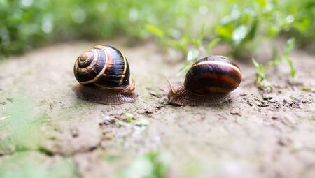 snail on the ground in natureの写真素材
