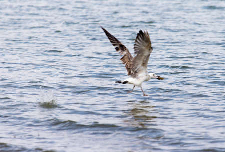 seagull caught fish in flightの写真素材