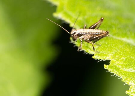 Grasshopper on a green leaf. macro