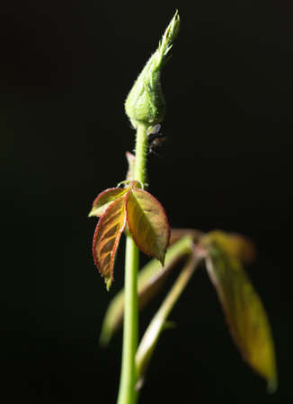 beautiful leaf on black outdoors