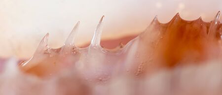 teeth pike fish. super macroの写真素材