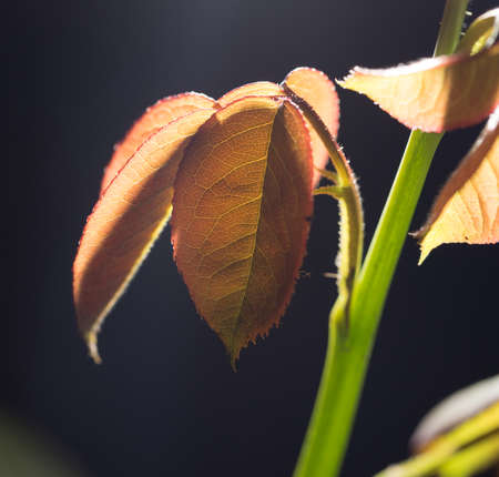beautiful leaf on black outdoorsの写真素材