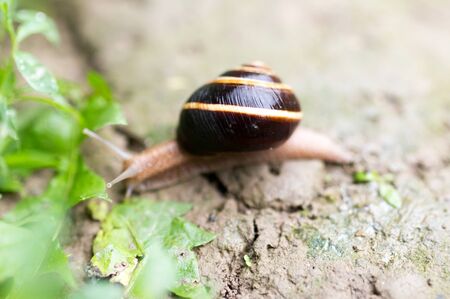 snail on the ground in natureの写真素材