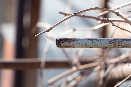 rusty pipe on the natureの写真素材