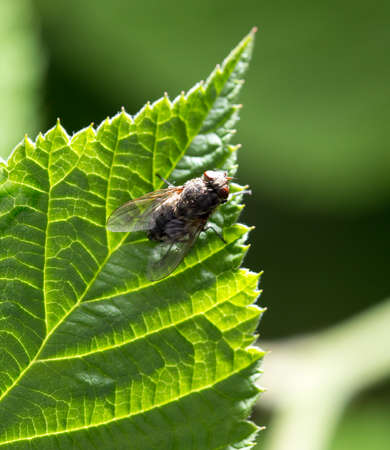 Fly on green leaf in nature. marcoの写真素材