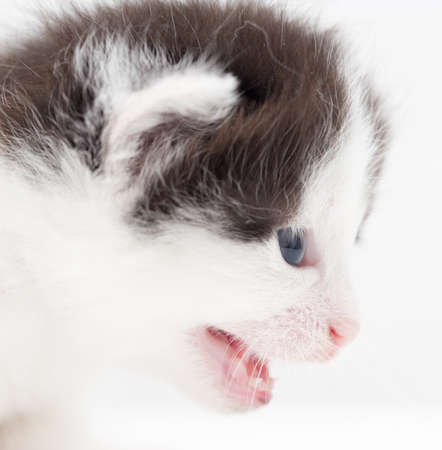 little kitten on white backgroundの写真素材