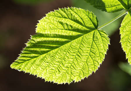 beautiful leaf on black outdoors