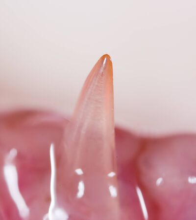 teeth pike fish. super macroの写真素材