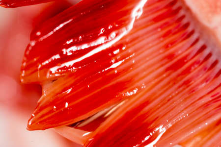 pike fish gills. super macroの写真素材