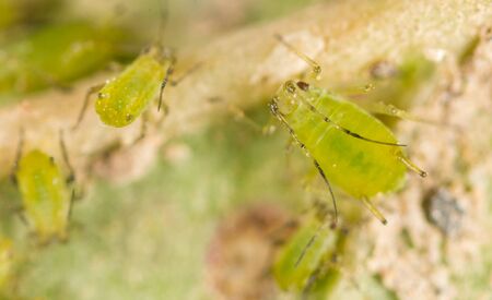 Extreme magnification - Green aphids on a plantの写真素材