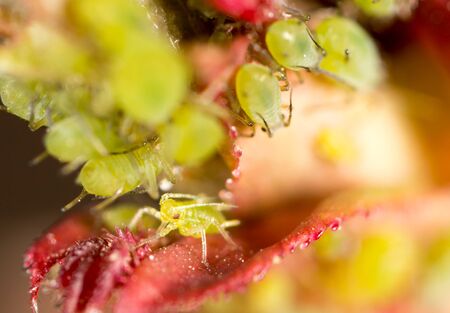 Extreme magnification - Green aphids on a plant