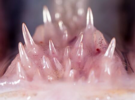 teeth pike fish. super macro