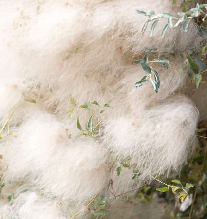 fuzz on the plant in nature