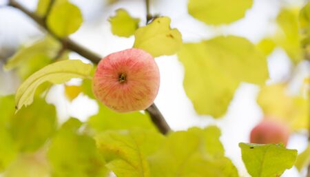 ripe apples on the tree in natureの写真素材