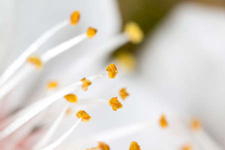 yellow pollen in a white flower. macroの写真素材