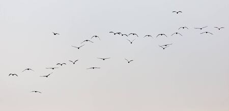 a flock of seagulls in the sky at sunsetの写真素材