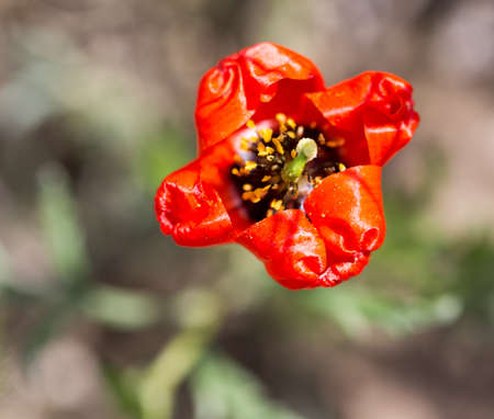 red poppy flower in the fieldの写真素材